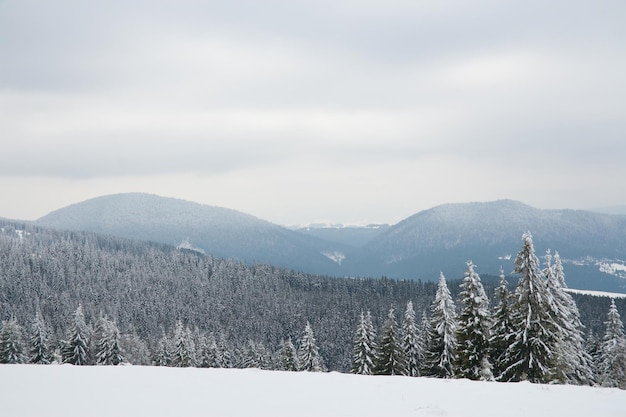 Montañas de los Cárpatos Ucrania Hermoso paisaje invernal El bosque está cubierto de nieve