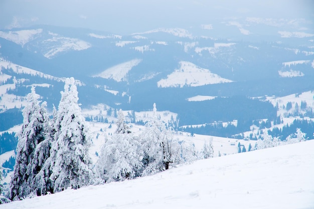 Montañas de los Cárpatos Ucrania Hermoso paisaje invernal El bosque está cubierto de nieve