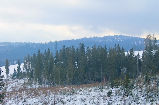 Montañas de los Cárpatos en Ucrania. Paisaje de invierno