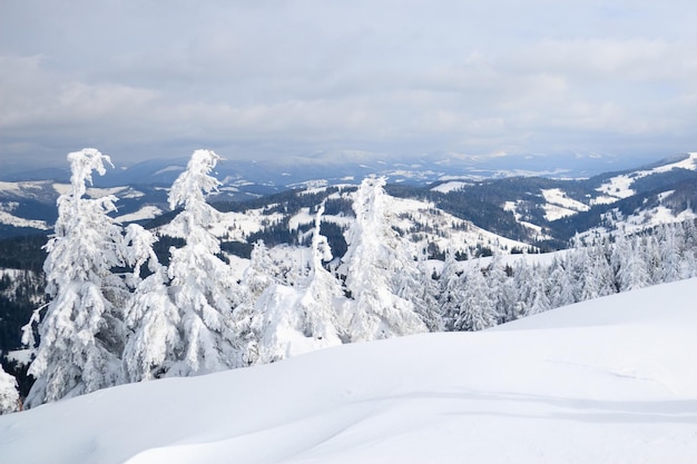 Montañas de los Cárpatos Ucrania Árboles cubiertos de escarcha y nieve en las montañas de invierno Fondo nevado de Navidad