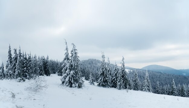 Montañas de los Cárpatos Ucrania Árboles cubiertos de escarcha y nieve en las montañas de invierno Fondo nevado de Navidad