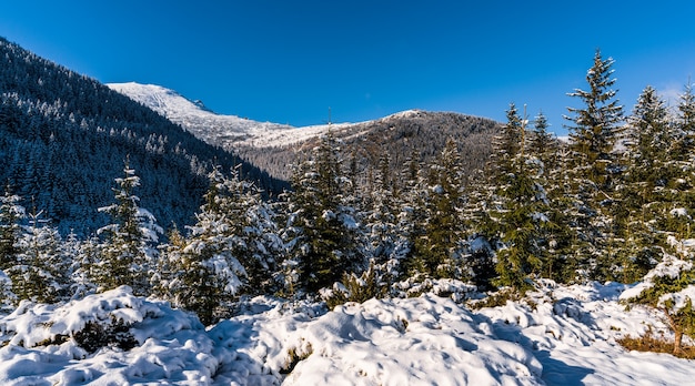 Montañas y colinas de los Cárpatos cubiertos de nieve con enormes ventisqueros de nieve blanca como la nieve y árboles de Navidad siempre verdes