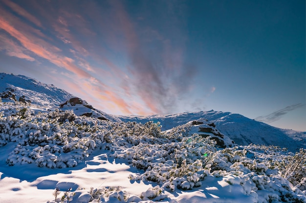 Montañas y colinas de los Cárpatos con ventisqueros blancos como la nieve y árboles de hoja perenne iluminados por el sol brillante