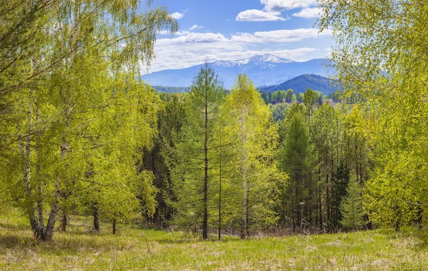 Montañas cubiertas de bosque, día soleado de verano