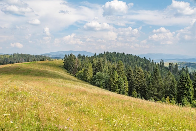 Montañas cubiertas de bosques de coníferas y prados verdesFondo natural