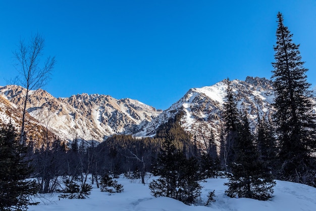 Montañas cubiertas de nieve y abetos en el parque de invierno