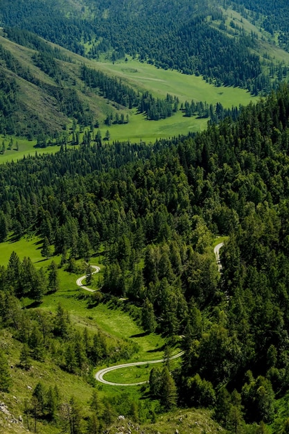 Las montañas están cubiertas de árboles verdes. Pinos, árboles de Navidad en las montañas. Naturaleza o