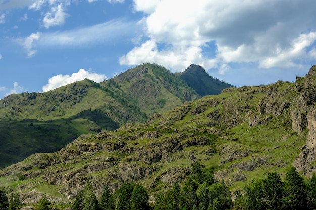 Las montañas están cubiertas de árboles verdes Pinos Árboles de Navidad en las montañas La naturaleza de Canadá La naturaleza de Rusia La naturaleza de los Estados Unidos