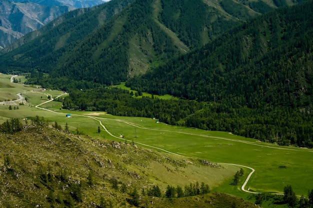 Las montañas están cubiertas de árboles verdes Pinos Árboles de Navidad en las montañas La naturaleza de Canadá La naturaleza de Rusia La naturaleza de los Estados Unidos