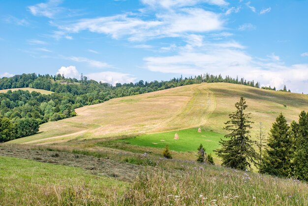 Las montañas están cubiertas de bosques y prados en la cima de la montaña.