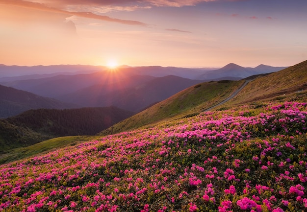 Montañas durante el florecimiento de las flores y el amanecer Flores en las colinas de las montañas Paisaje natural en verano Cordillera Imagen de la montaña
