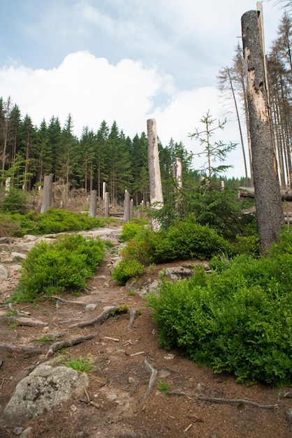 Montañas Harz en Alemania, árboles muertos en el bosque