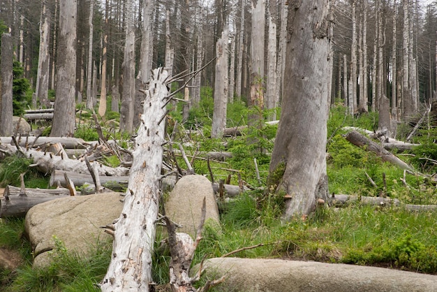 Montañas Harz en Alemania, árboles muertos en el bosque