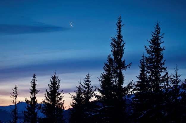 Montañas de invierno y abetos por encima de las nubes al amanecer