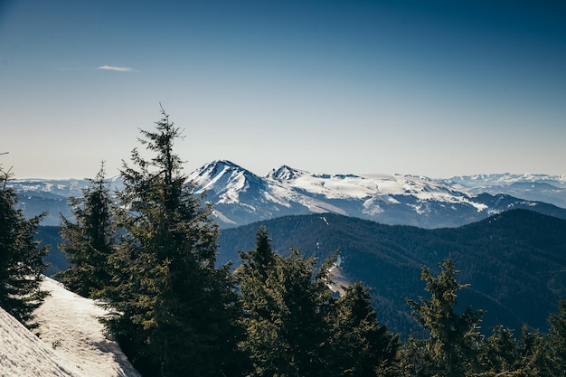 Montañas de invierno restos de bosque de coníferas de primavera de nieve