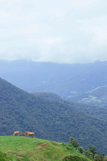 Foto montañas rocosas en asturias