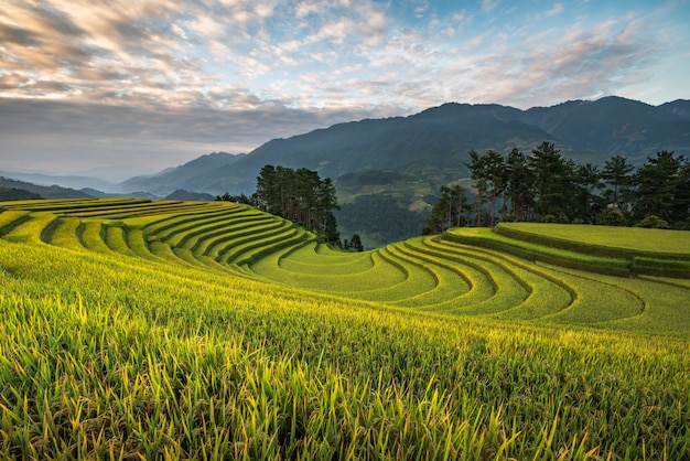 Montañas de terraza de arroz en Mu can chai, Vietnam