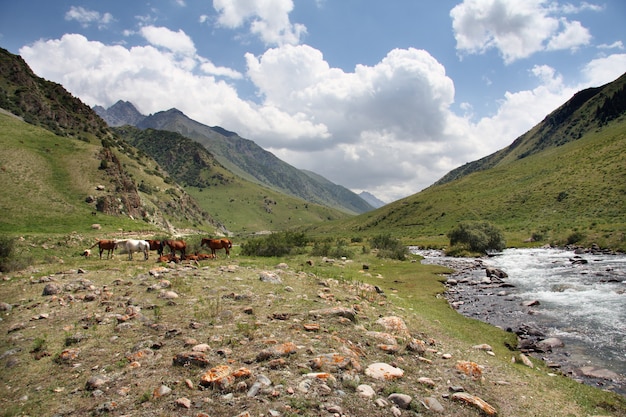 Montañas en verano.