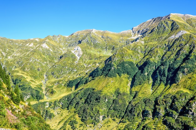 Foto montañas verdes con árboles y rocas en rumania