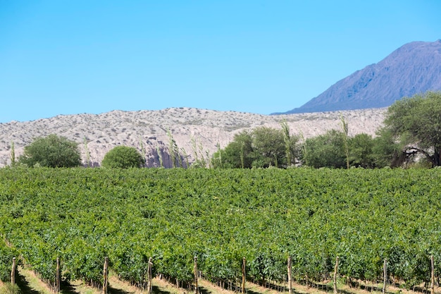 Montañas y viñedos con cielo azul claro en Argentina