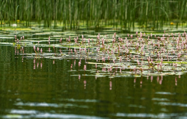 Montañero anfibio agua trigo sarraceno América Persicaria amphibia