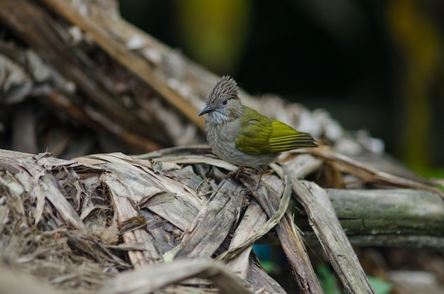 Montanha Bulbul (Ixos mcclellandii) na natureza