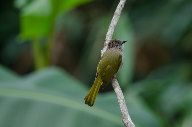 Montanha Bulbul (Ixos mcclellandii) na natureza