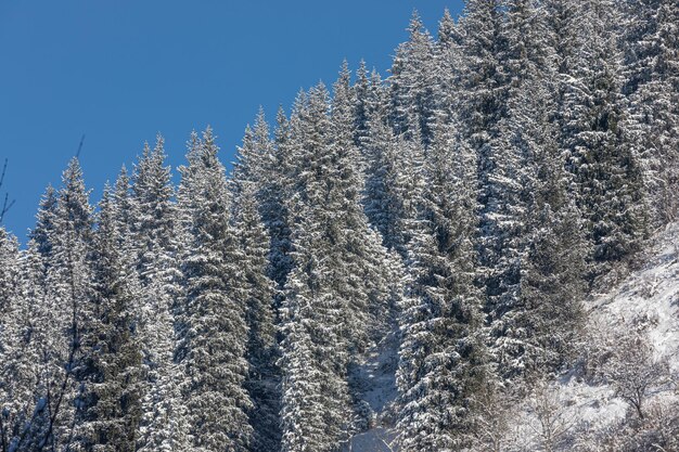 Foto montanha coberta de neve