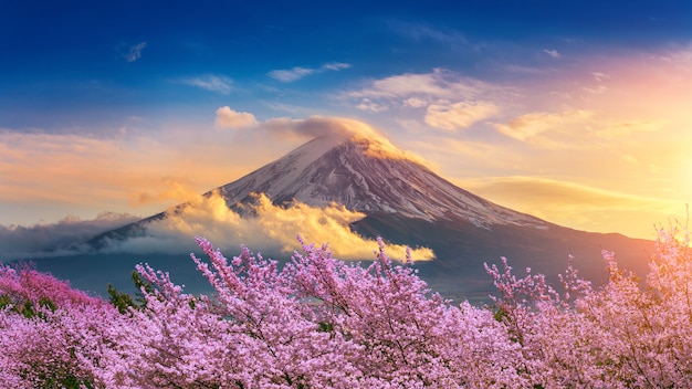 Montanha de fuji e flores de cerejeira na mola, japão.