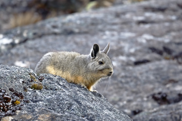 Montanha do Sul Viscacha (Lagidium peruanum)