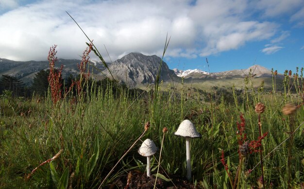 Montanha e cogumelos brancos