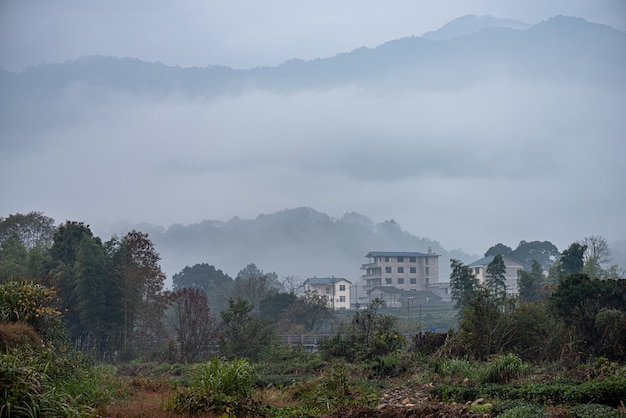 Montanha e floresta de chá na neblina matinal