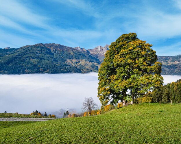 Montanha enevoada da manhã de outono e grande vista de árvore solitária do caminho de caminhada perto de Dorfgastein Land Salzburg Áustria