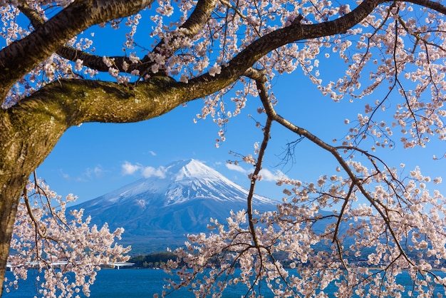 Montanha Fuji durante a estação de primavera com flores de cerejeira