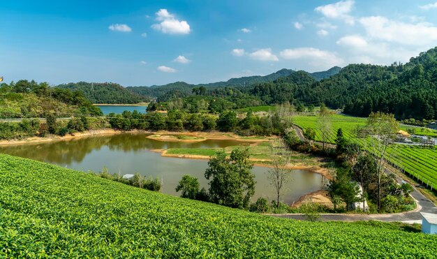 Montanha Hangzhou Qiandao Lake Tea