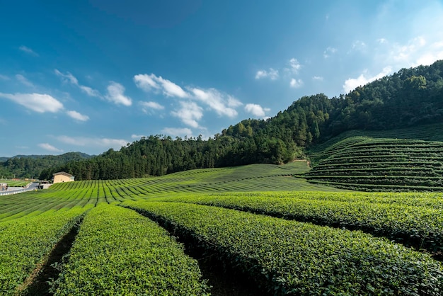 Montanha hangzhou qiandao lake tea