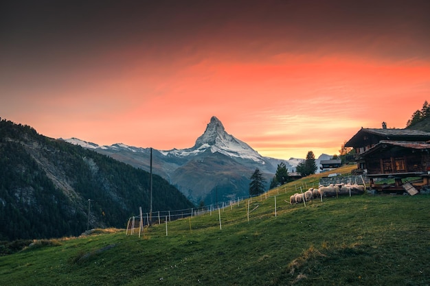 Montanha Matterhorn com ovelhas Valais blacknose e chalé de madeira na colina no pôr do sol em Findeln, Suíça