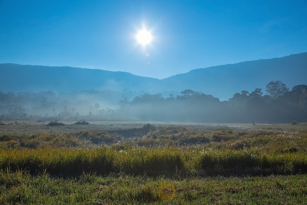 Foto montanha na floresta sombrio no céu azul com enevoado.