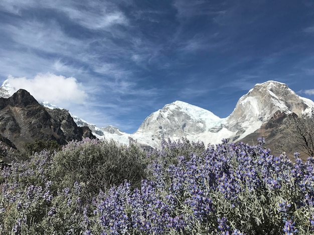 Montanha nos andes com alguma vegetação e flores roxas