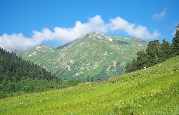 Montanha verde de verão no dia