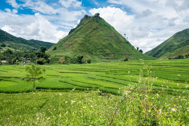 Montanha verde no campo de arroz com terraço