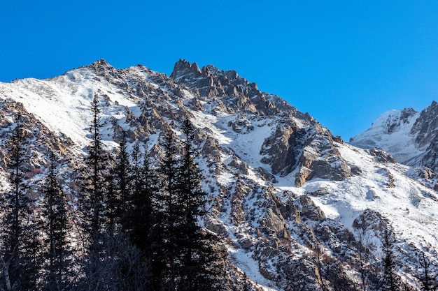 Montanhas cobertas de neve e pinheiros no parque de inverno