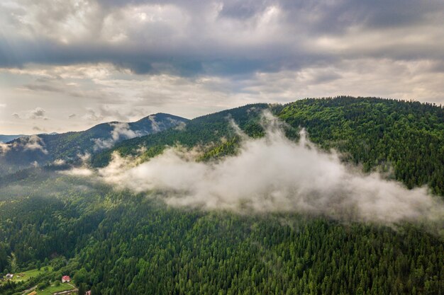 montanhas cobertas por uma floresta de pinheiros perenes
