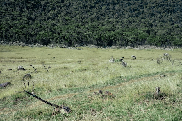 Foto montanhas com vasta savana