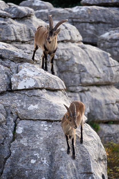 montanhas de cabra