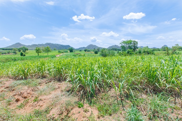 Montanhas de canaviais