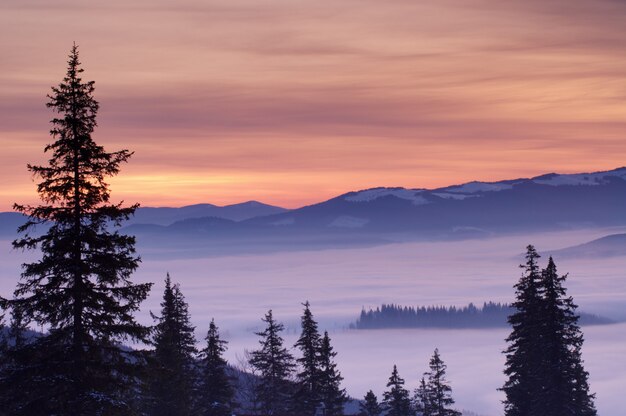 Montanhas de inverno e abetos acima das nuvens ao nascer do sol