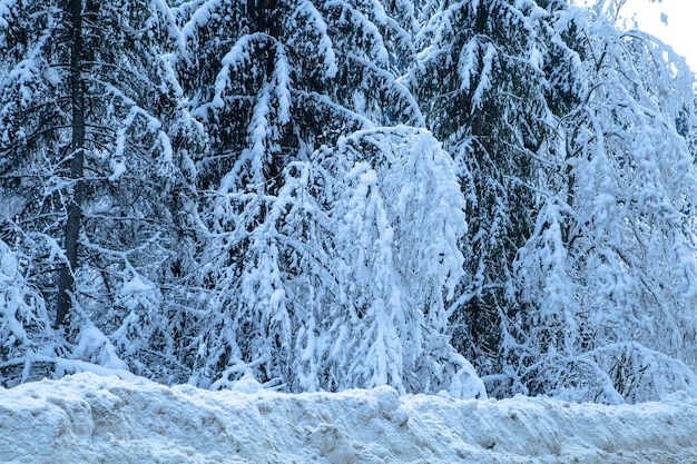 Montanhas de ÁRVORE DE INVERNO ao fundo