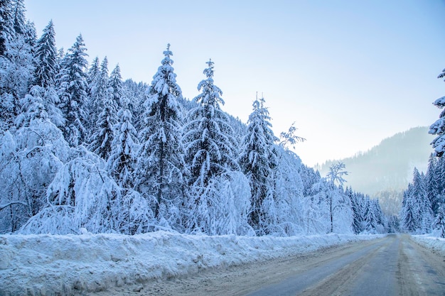 Montanhas de ÁRVORE DE INVERNO ao fundo