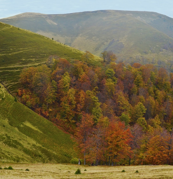 Montanhas dos Cárpatos da Ucrânia